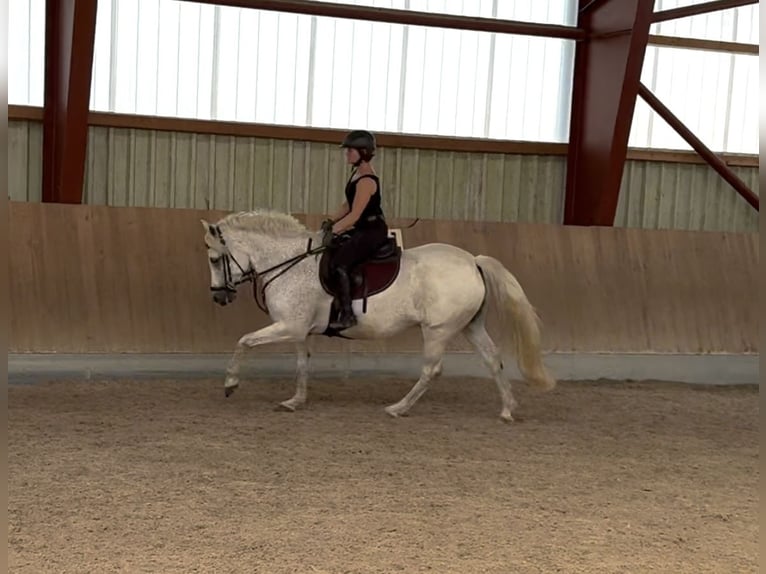 Connemara Hongre 13 Ans 156 cm Gris in Berg
