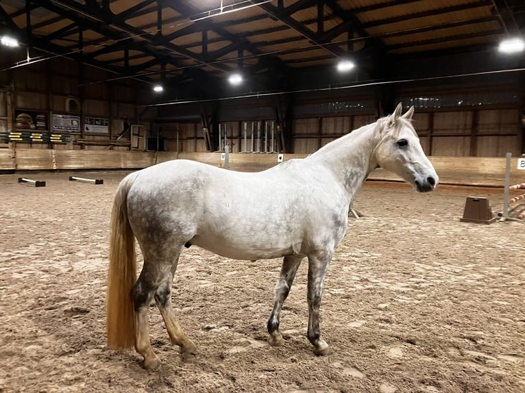 Connemara Hongre 14 Ans 143 cm Gris pommelé in Neckartailfingen