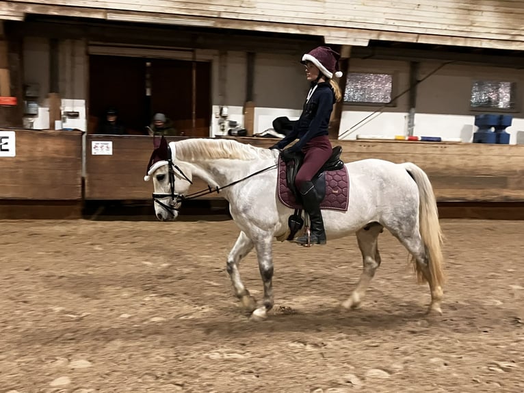 Connemara Hongre 14 Ans 143 cm Gris pommelé in Neckartailfingen