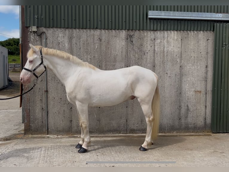 Connemara Hongre 14 Ans 148 cm Cremello in Sligo