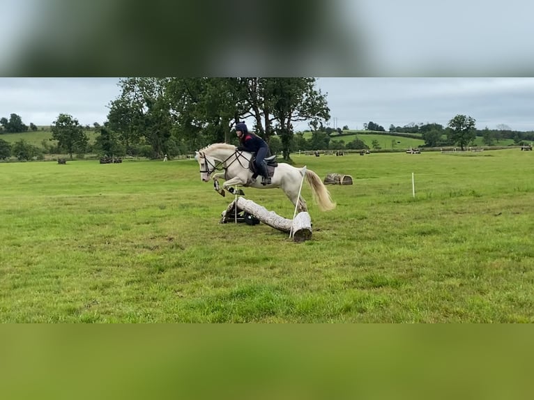 Connemara Hongre 14 Ans 148 cm Cremello in Sligo