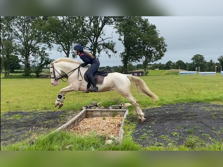 Connemara Hongre 14 Ans 148 cm Cremello in Sligo