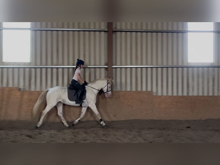 Connemara Hongre 14 Ans 148 cm Cremello in Sligo