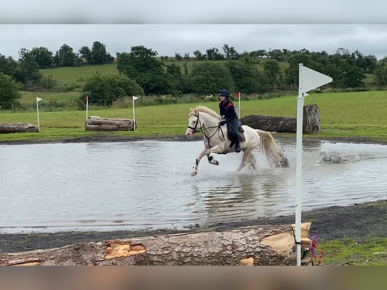 Connemara Hongre 14 Ans 148 cm Cremello in Sligo