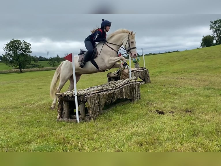 Connemara Hongre 14 Ans 148 cm Cremello in Sligo