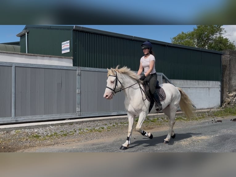 Connemara Hongre 14 Ans 148 cm Cremello in Sligo