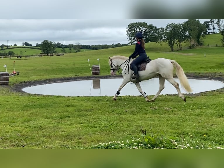 Connemara Hongre 14 Ans 148 cm Cremello in Sligo