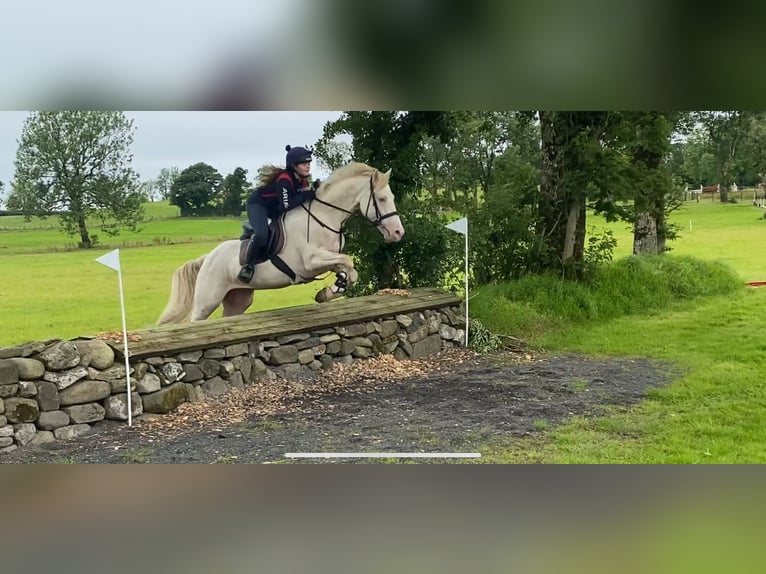 Connemara Hongre 14 Ans 148 cm Cremello in Sligo