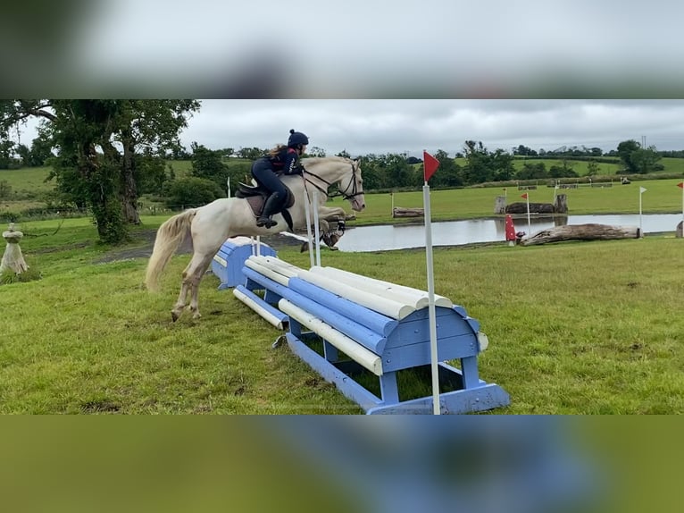 Connemara Hongre 14 Ans 148 cm Cremello in Sligo