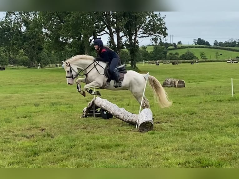 Connemara Hongre 14 Ans 148 cm Cremello in Sligo