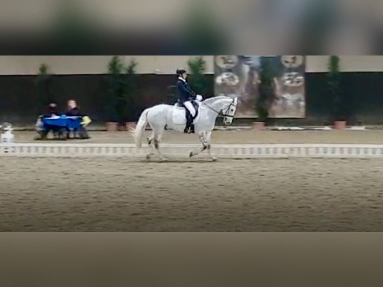 Connemara Hongre 14 Ans 148 cm Gris in Gockhausen
