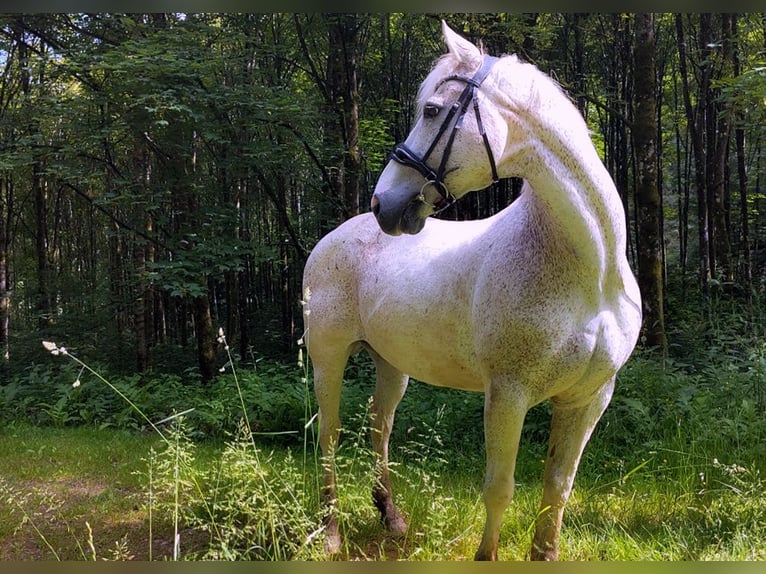 Connemara Hongre 15 Ans 149 cm Gris in Bereldange