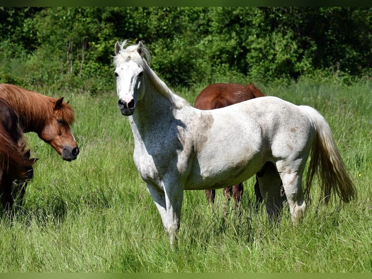 Connemara Hongre 15 Ans 149 cm Gris in Bereldange