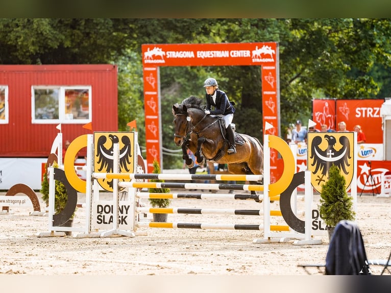 Connemara Hongre 16 Ans 149 cm Bai brun foncé in Kobyłka