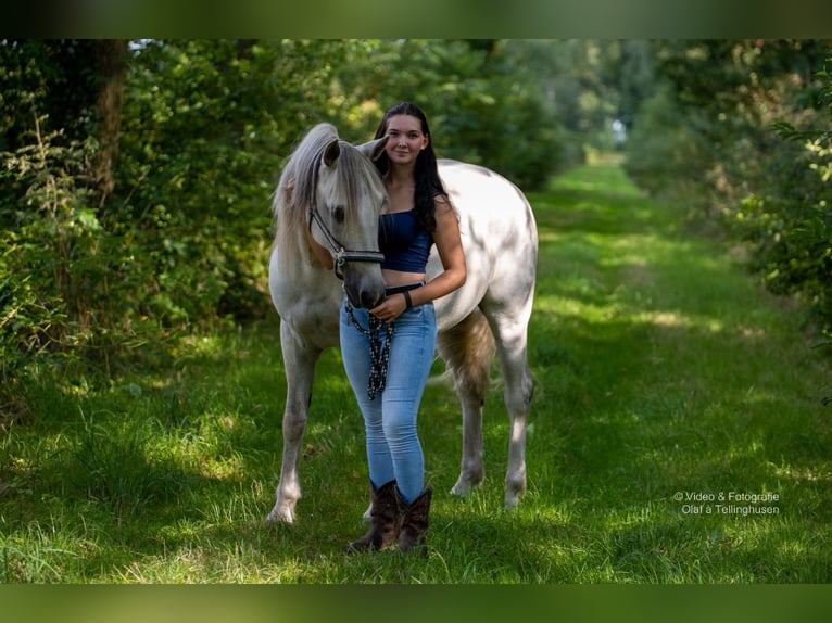 Connemara Hongre 16 Ans 151 cm Gris in Barßel