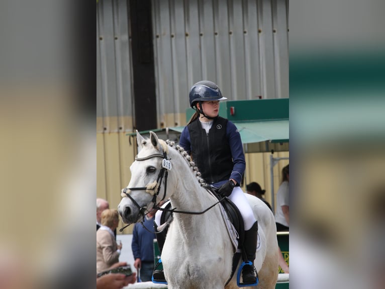 Connemara Hongre 16 Ans 158 cm Gris in Adelheidsdorf