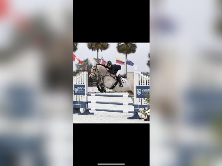 Connemara Hongre 17 Ans 145 cm Buckskin in Florida