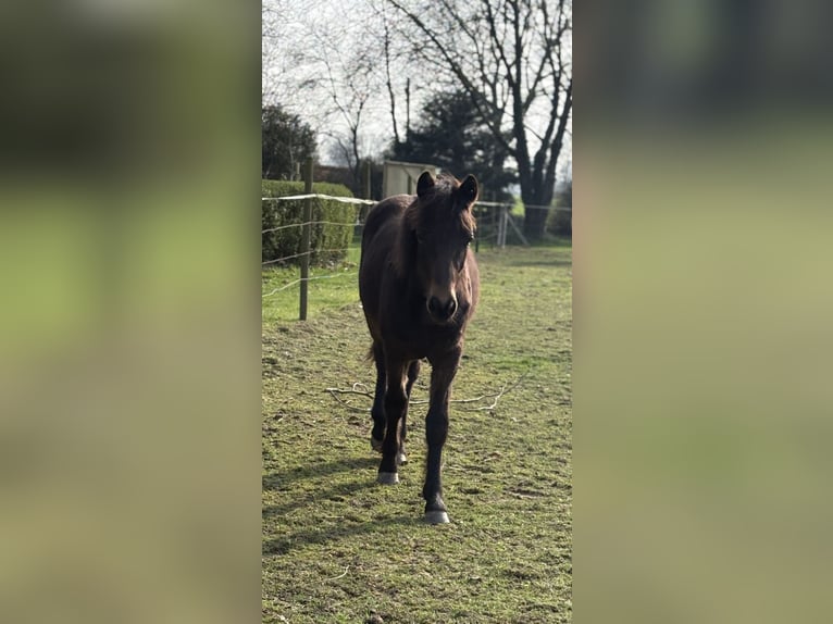 Connemara Hongre 1 Année 148 cm Bai brun foncé in Goch