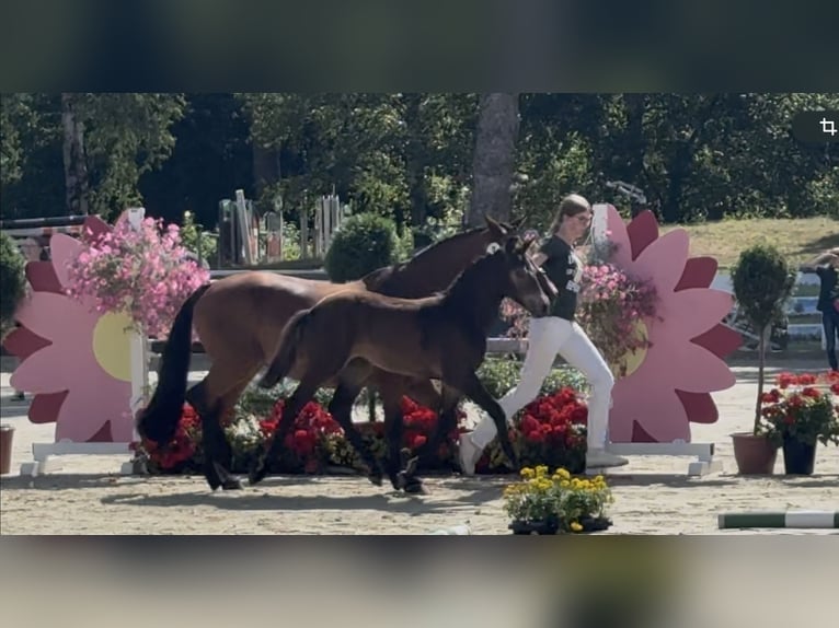 Connemara Hongre 1 Année 148 cm Bai brun foncé in Goch