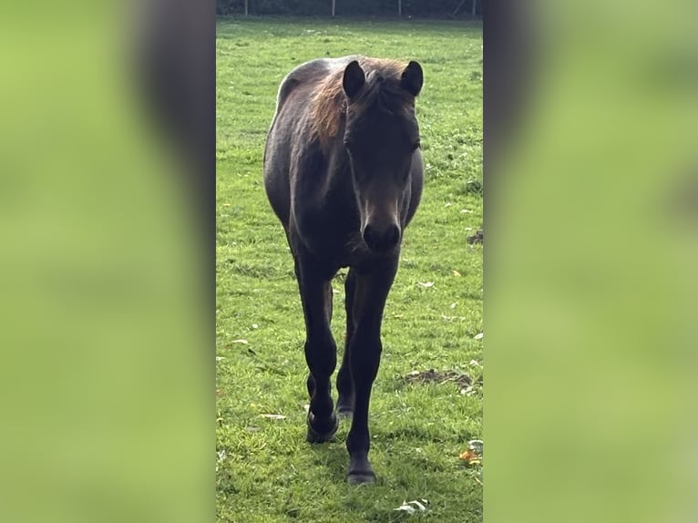 Connemara Hongre 1 Année 148 cm Bai brun foncé in Goch