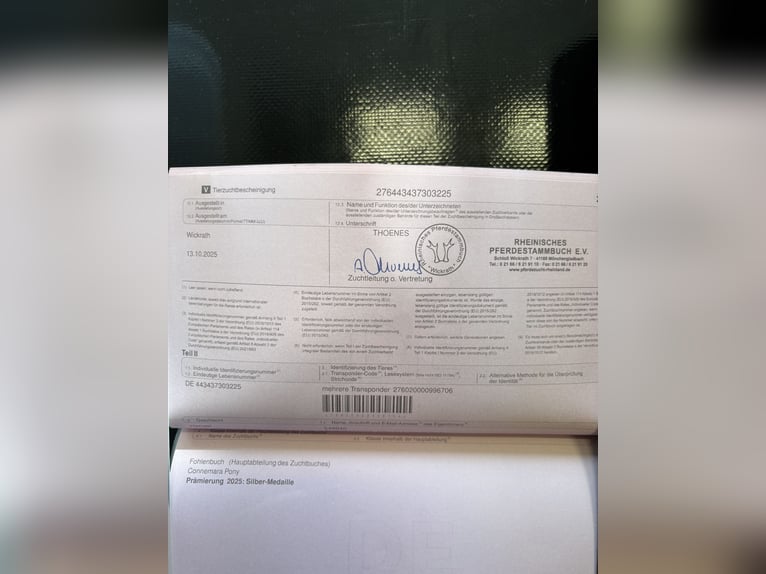 Connemara Hongre 1 Année 148 cm Bai brun foncé in Goch