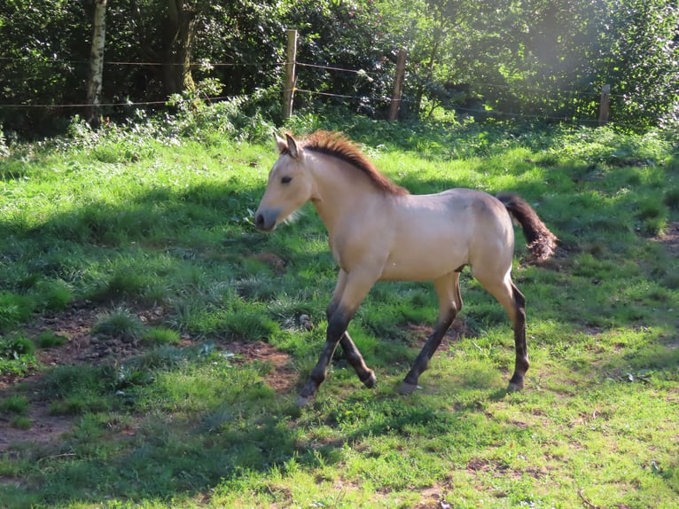 Connemara Hongre 1 Année 148 cm Buckskin in Wald-Michelbach