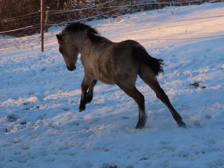 Connemara Hongre 1 Année 148 cm Buckskin in Wald-Michelbach