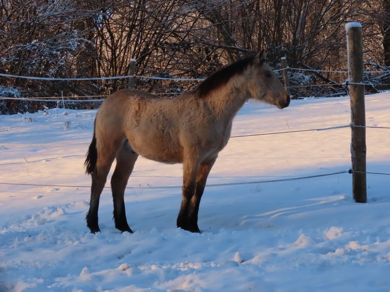 Connemara Hongre 1 Année 148 cm Buckskin in Wald-Michelbach