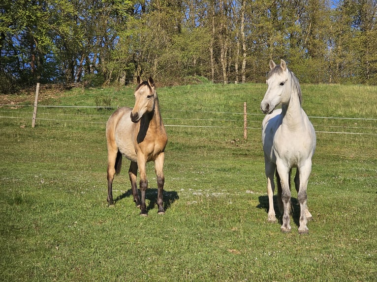 Connemara Hongre 1 Année 148 cm Buckskin in Wald-Michelbach