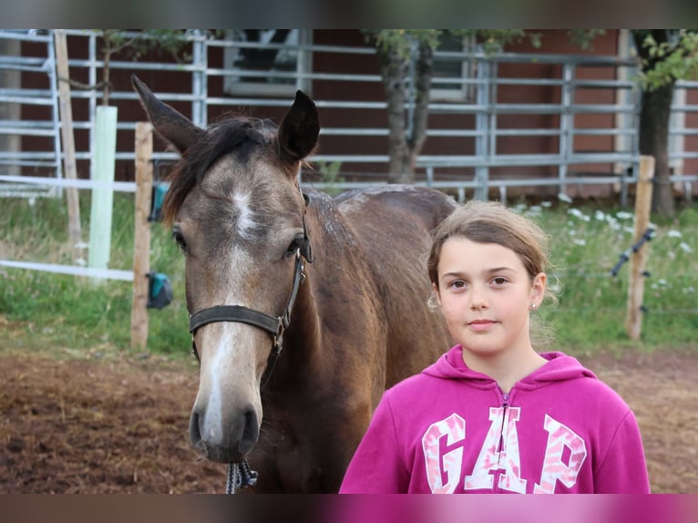 Connemara Croisé Hongre 1 Année 160 cm Isabelle in Mudau Reisenbach
