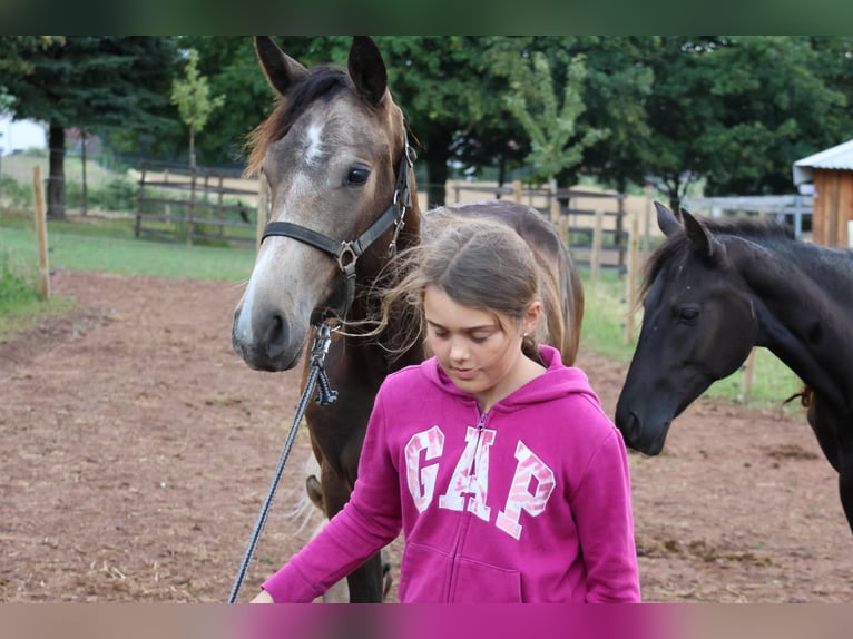 Connemara Croisé Hongre 1 Année 160 cm Isabelle in Mudau Reisenbach