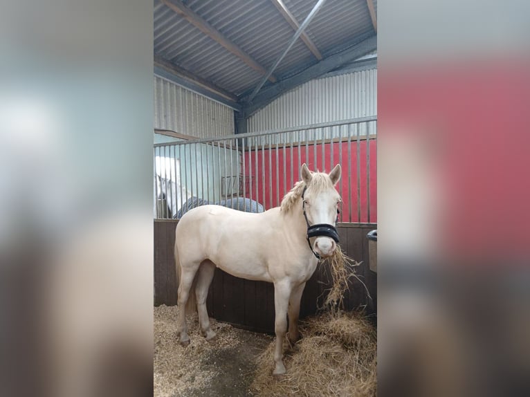 Connemara Hongre 2 Ans 130 cm in Dhronecken