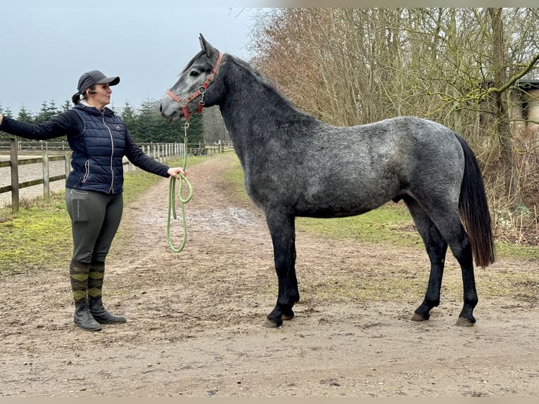 Connemara Hongre 2 Ans 140 cm Gris pommelé in Osdorf