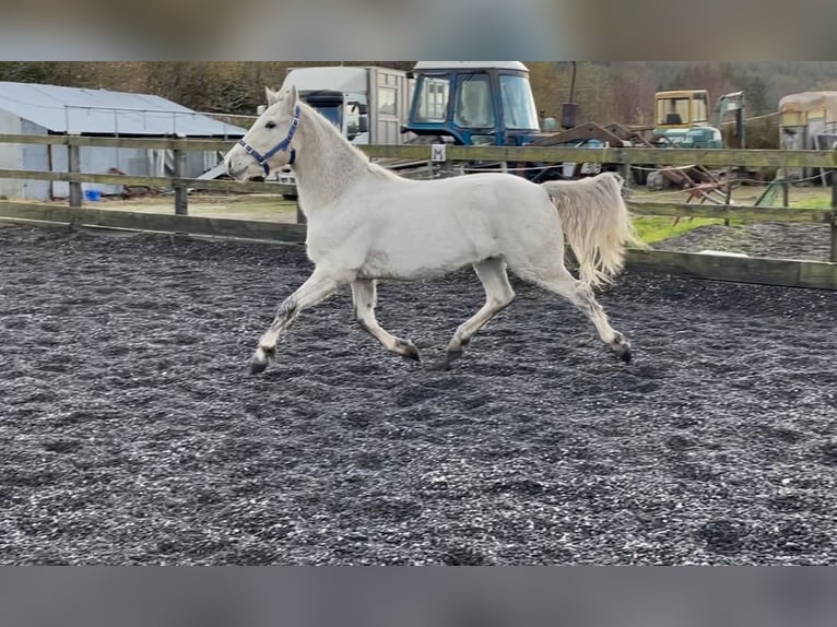 Connemara Hongre 2 Ans 145 cm Blanc in Kenmare
