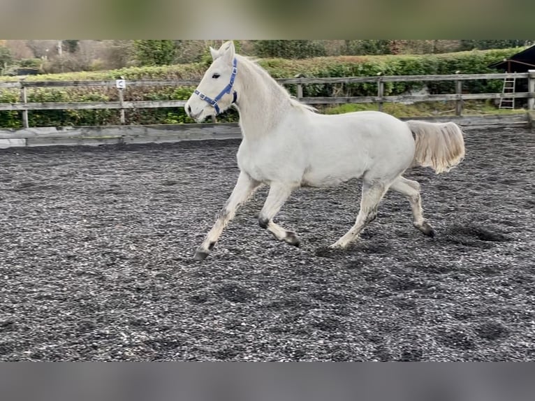 Connemara Hongre 2 Ans 145 cm Blanc in Kenmare