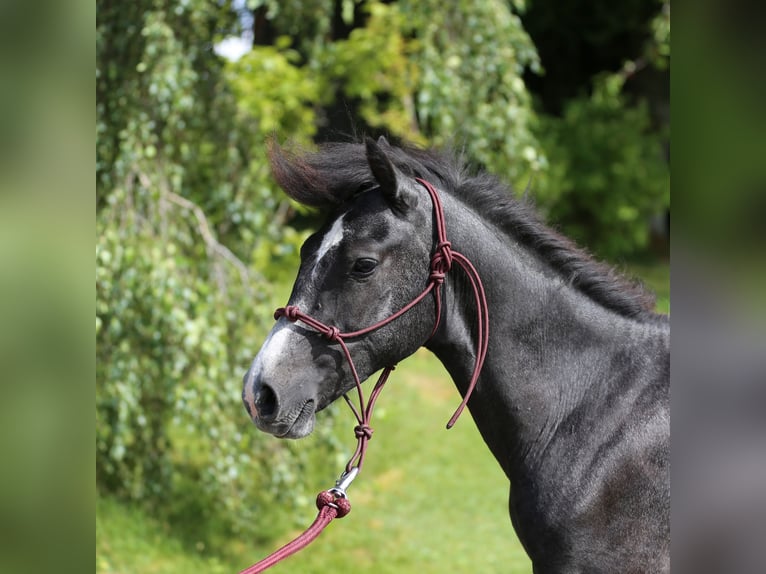 Connemara Hongre 2 Ans 145 cm Gris noir in Dachsberg