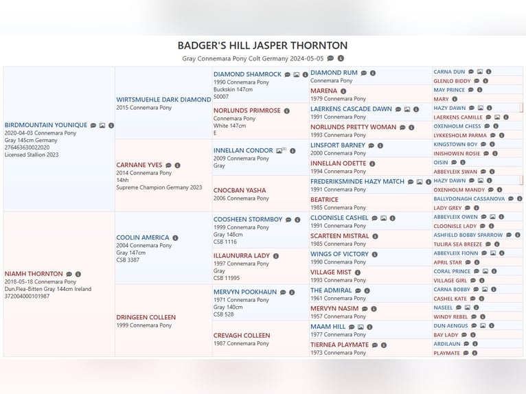 Connemara Hongre 2 Ans 145 cm Gris noir in Dachsberg