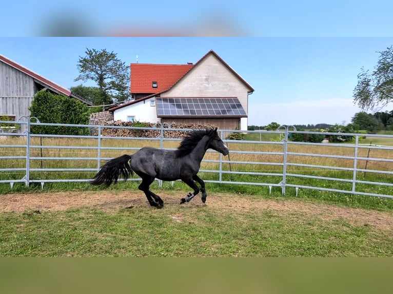 Connemara Hongre 2 Ans 145 cm Gris noir in Dachsberg