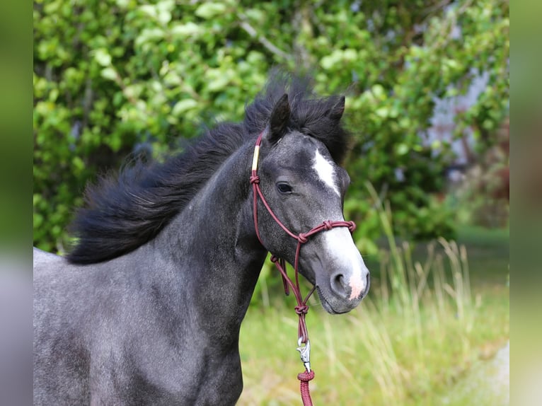Connemara Hongre 2 Ans 145 cm Gris noir in Dachsberg
