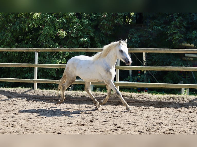 Connemara Hongre 2 Ans 147 cm Gris in Greding