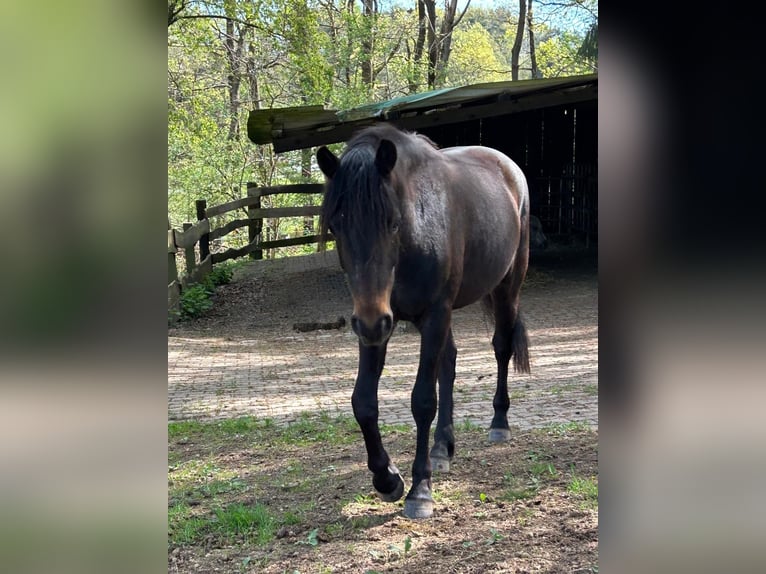 Connemara Hongre 2 Ans 148 cm Bai brun foncé in Rothenbuch