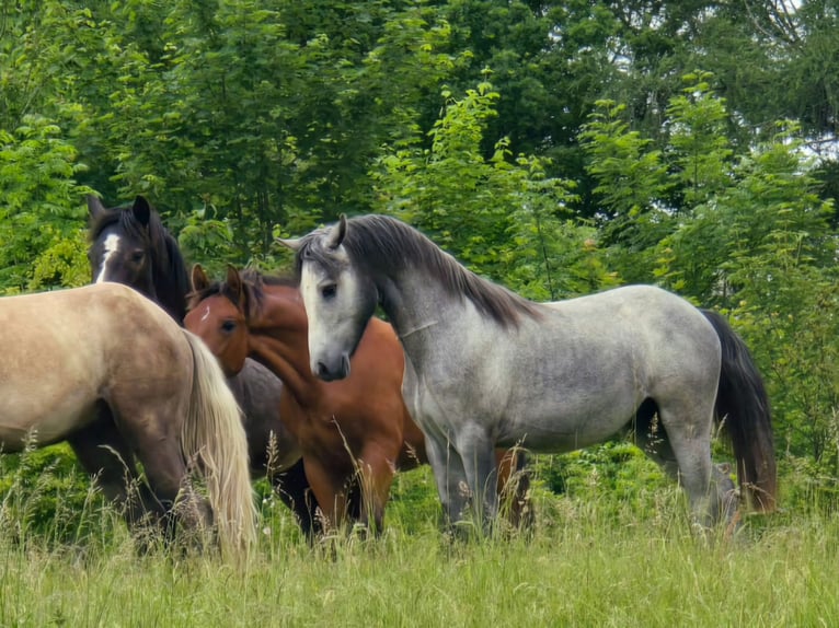 Connemara Hongre 2 Ans Gris in Grävenwiesbach