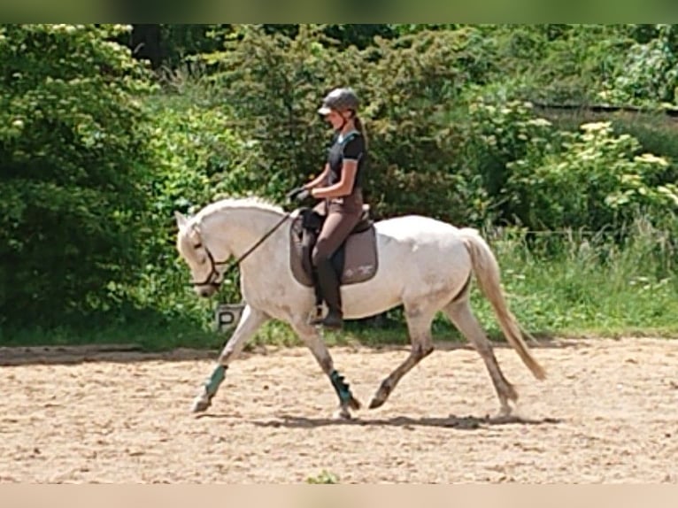 Connemara Hongre 2 Ans Gris in Straskov