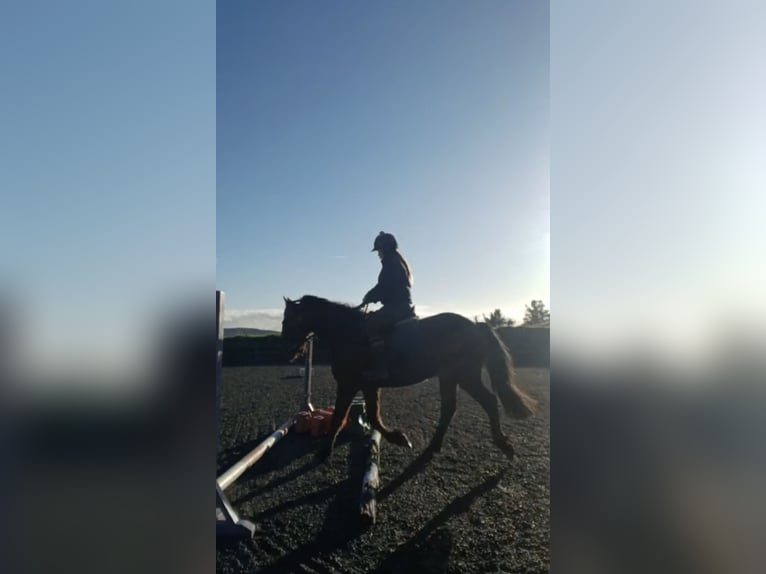 Connemara Hongre 3 Ans 140 cm Bai brun in Bantry