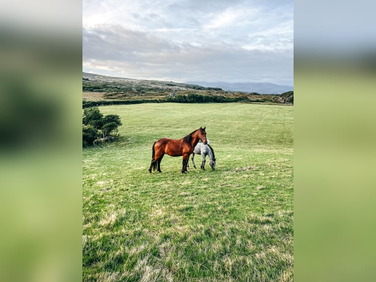 Connemara Hongre 3 Ans 140 cm Bai brun in Bantry