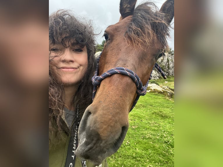 Connemara Hongre 3 Ans 140 cm Bai brun in Bantry