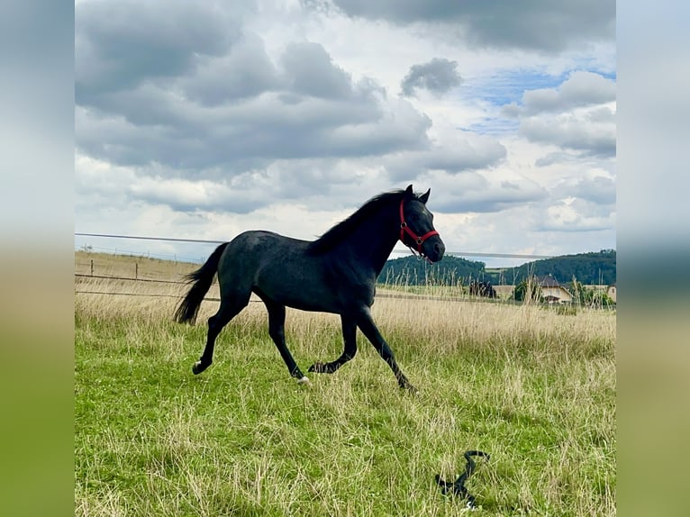 Connemara Hongre 3 Ans 144 cm Rouan Bleu in Lisberg