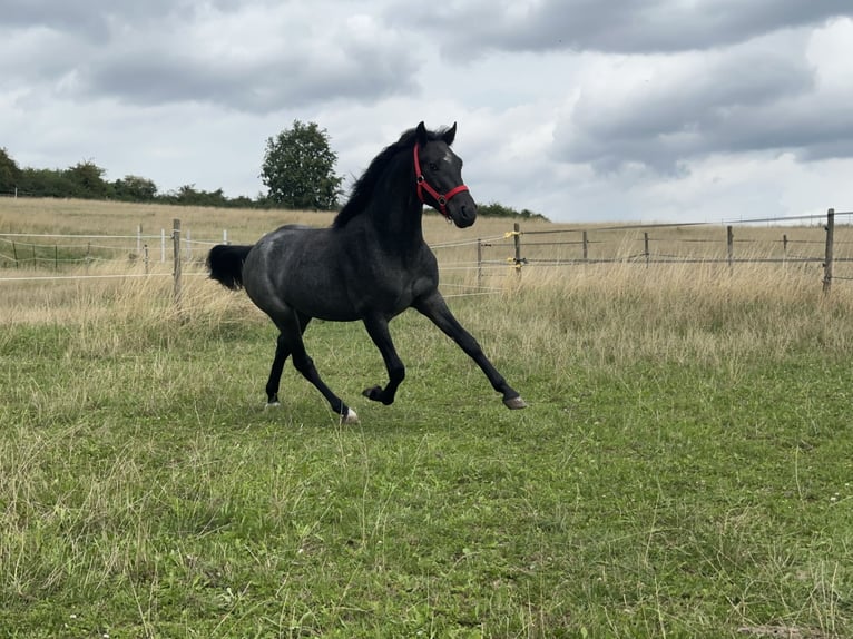 Connemara Hongre 3 Ans 144 cm Rouan Bleu in Lisberg