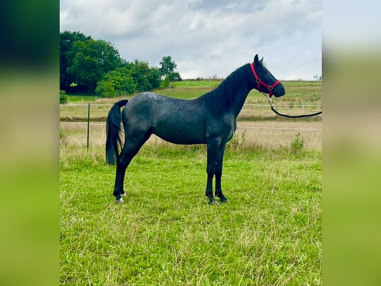 Connemara Hongre 3 Ans 144 cm Rouan Bleu in Lisberg