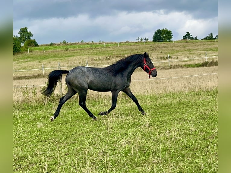 Connemara Hongre 3 Ans 144 cm Rouan Bleu in Lisberg